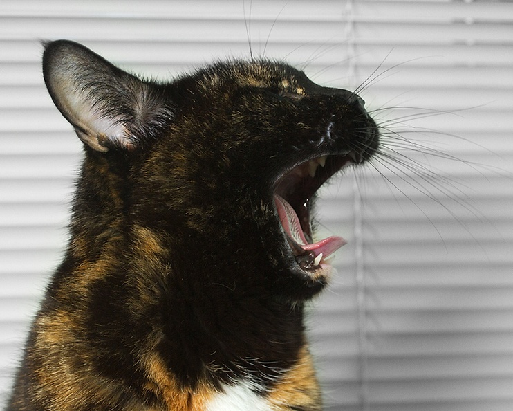 Oct 26 - The yawn.jpg