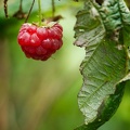 Oct 25 - Raspberry