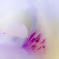 Jan 20 - Orchid.jpg