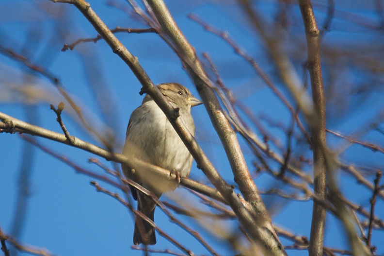 Jan 24 - A little sparrow.jpg