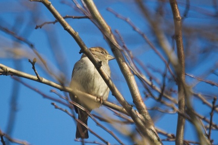 Jan 24 - A little sparrow