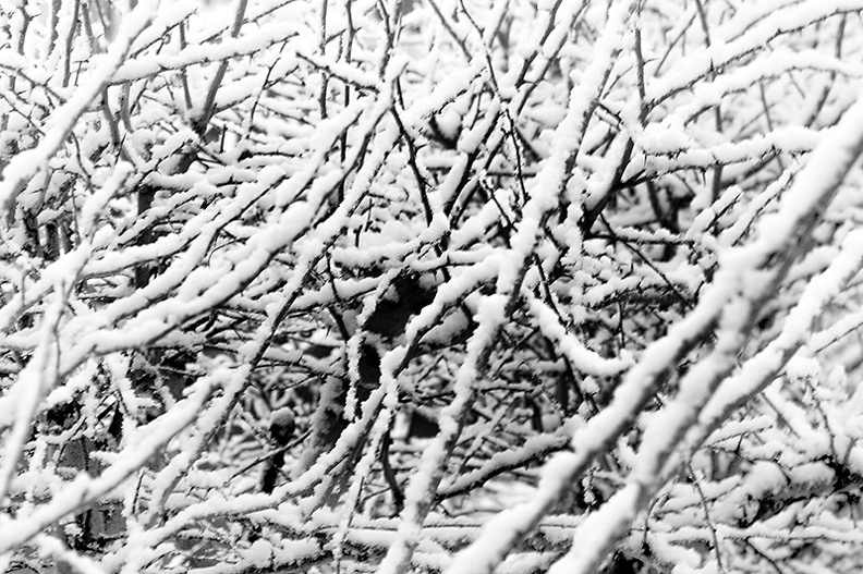 Jan 30 - Branches
