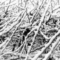 Jan 30 - Branches