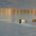 Feb 04 - Ducks.jpg