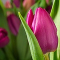 Feb 06 - Tulip