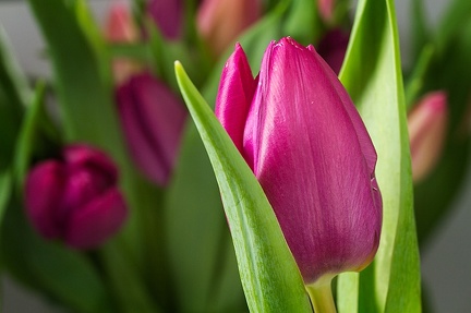Feb 06 - Tulip