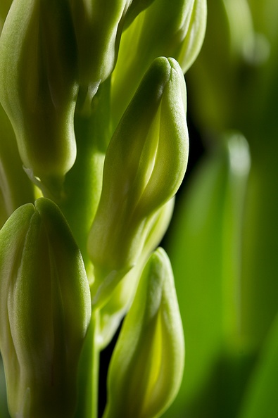 Feb 10 - Hyacinth