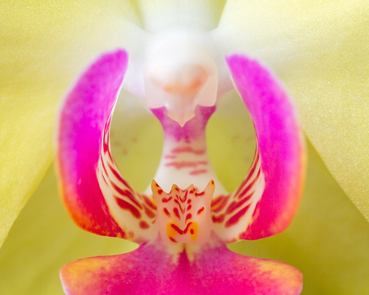 Feb 16 - Orchid.jpg