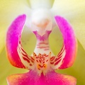 Feb 16 - Orchid.jpg