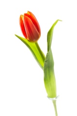 Feb 22 - Tulip
