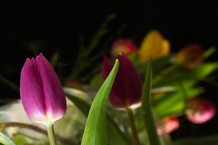 Feb 28 - Tulips