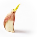 Mar 02 - Garlic.jpg