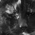 Mar 06 - A cat called Neo.jpg