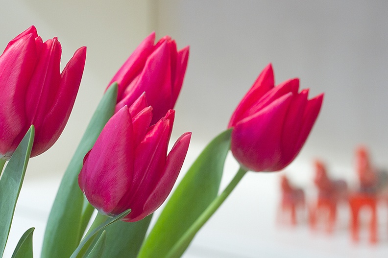 Mar 16 - Red tulips