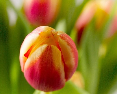 Apr 10 - Tulip