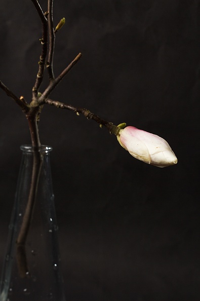 Apr 13 - Magnolia.jpg