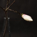 Apr 13 - Magnolia.jpg