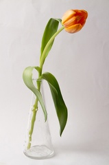 Apr 21 - Tulip