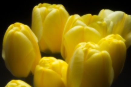 Apr 26 - Tulips