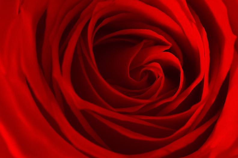 May 09 - Red rose.jpg