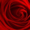 May 09 - Red rose