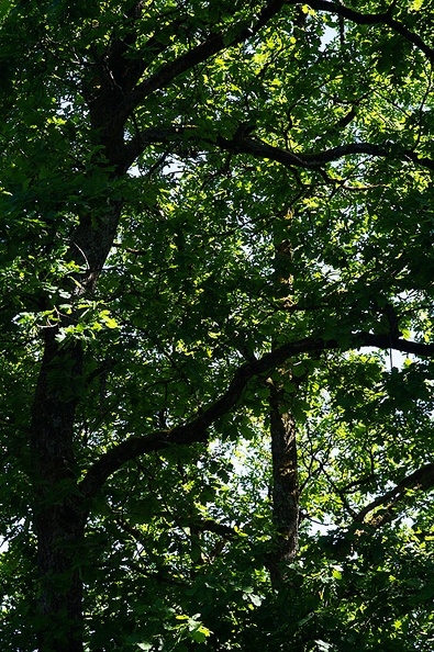 Jun 06 - Trees.jpg