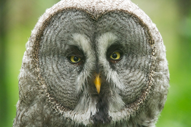 Jun 12 - Great grey owl.jpg