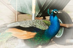 Jun 19 - Peacock