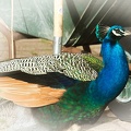 Jun 19 - Peacock