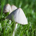 Jun 22 - Mushrooms