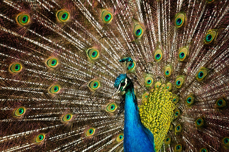 Jun 30 - Peacock