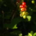 Jul 02 - Small spider