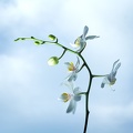 Jul 05 - Orchid.jpg