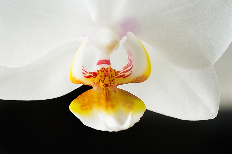 Jul 23 - Orchid.jpg