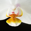 Jul 23 - Orchid