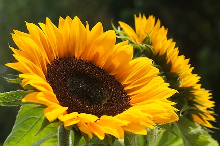 Aug 09 - Sunny flowers