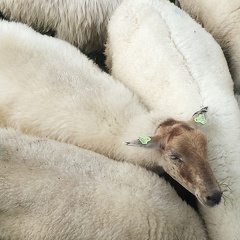 Aug 21 - Sheep 62484