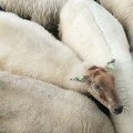 Aug 21 - Sheep 62484.jpg