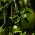 Aug 23 - Cherry tomato.jpg