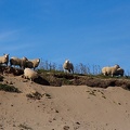 Sep 10 - Sheep