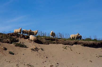 Sep 10 - Sheep