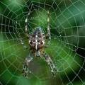 Oct 02 - Spider