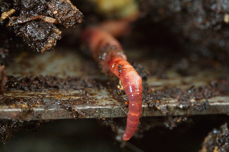 Nov 08 - Earthworm.jpg
