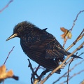 Nov 21 - Bird