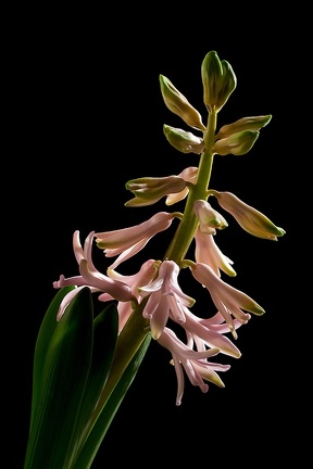 Jan 16 - Hyacinth (2)