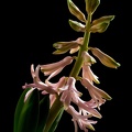 Jan 16 - Hyacinth (2)