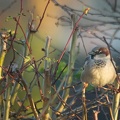 Jan 17 - Sparrow
