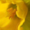 Jan 23 - Daffodil.jpg