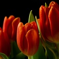 Feb 15 - Tulips
