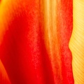 Feb 24 - Yellow and red.jpg